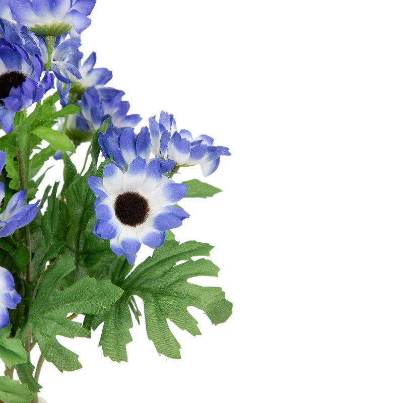 Marguerite Cineraria