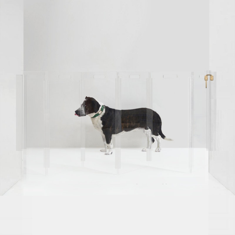 Clear Zig Zag Pet Gate Wall Mounted Pet Gate with Gold Latch, 6 Panel, Gold, Tall