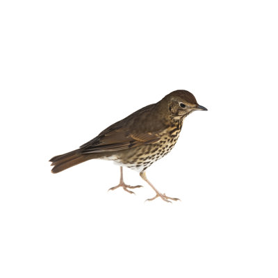 Song Thrush by Andrew_Howe