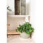Yona Ceramic Planter