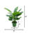 Faux 30" Calathea Plant