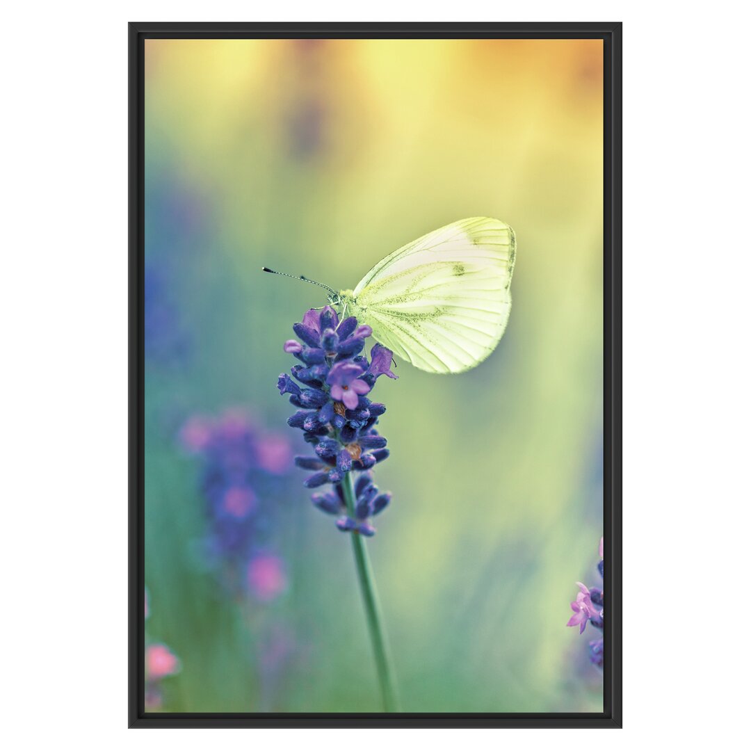 Gerahmtes Wandbild Schmetterling auf Lavendel