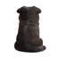  10" German Shepherd Puppy Statue