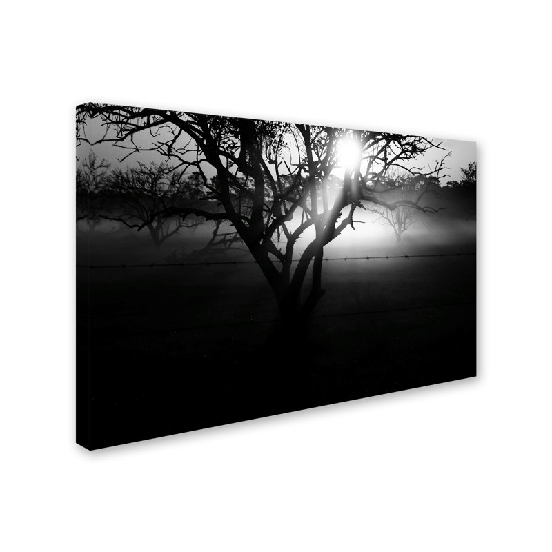 «Black and White Morning Groves» de Mampre, reproduction de photo sur toile tendue, H 12 po x l 19 po