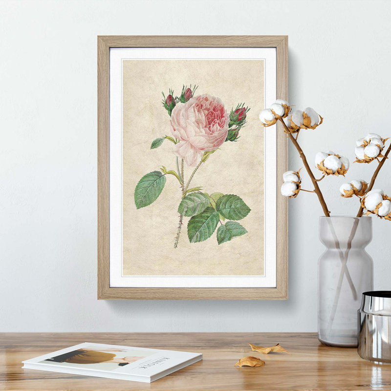 Cabbage Rose by Pierre-Joseph Redoute - Picture Frame Art Print, Oak Framed, 65cm H x 48cm W x 2cm D