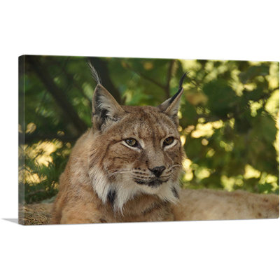 " Lynx In Forest Home Decor "