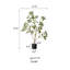 Enkianthus japonais Gant-88364649
