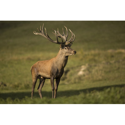Jocimar European Red Deer - Photographie sur toile tendue