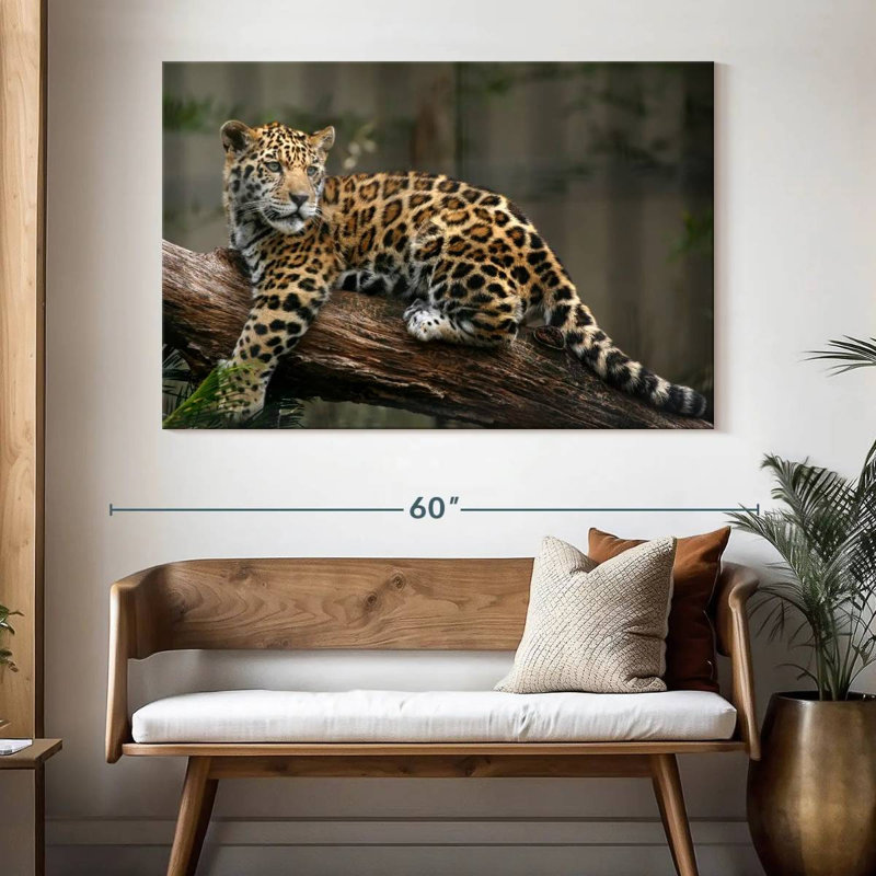 Regard de bébé jaguar Brampt, H 34 po x l 51 po