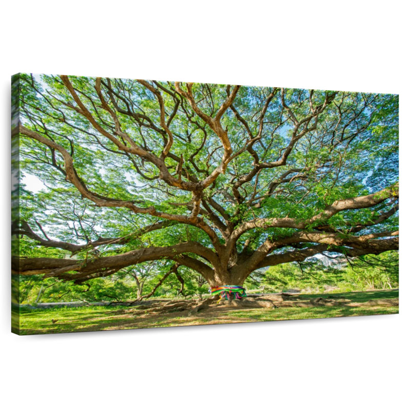 Vieil arbre Harnek, H 20 po x l 30 po