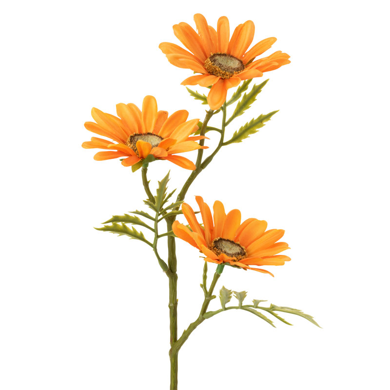 Daisy Arrangement, Yellow