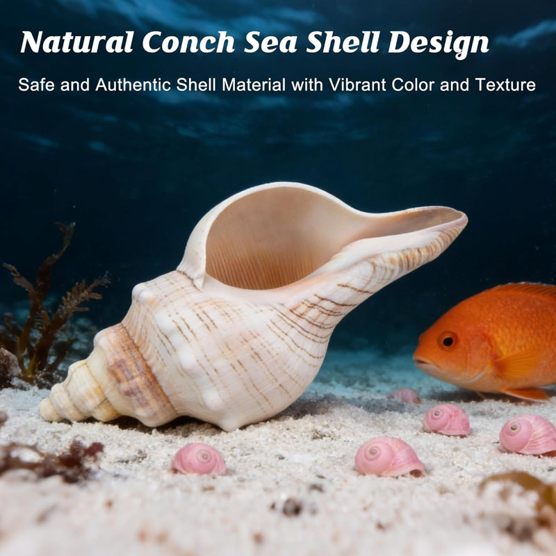 Grands coquillages naturels avec coquillages
