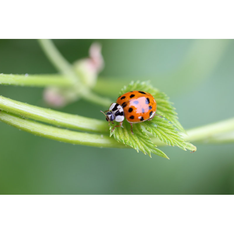 Ladybug - Wrapped Canvas Print, 61cm H x 91cm W x 3.8cm D