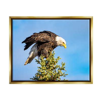 Reproduction de photo d'aigle perché encadrée sur toile par Daniel Sproul