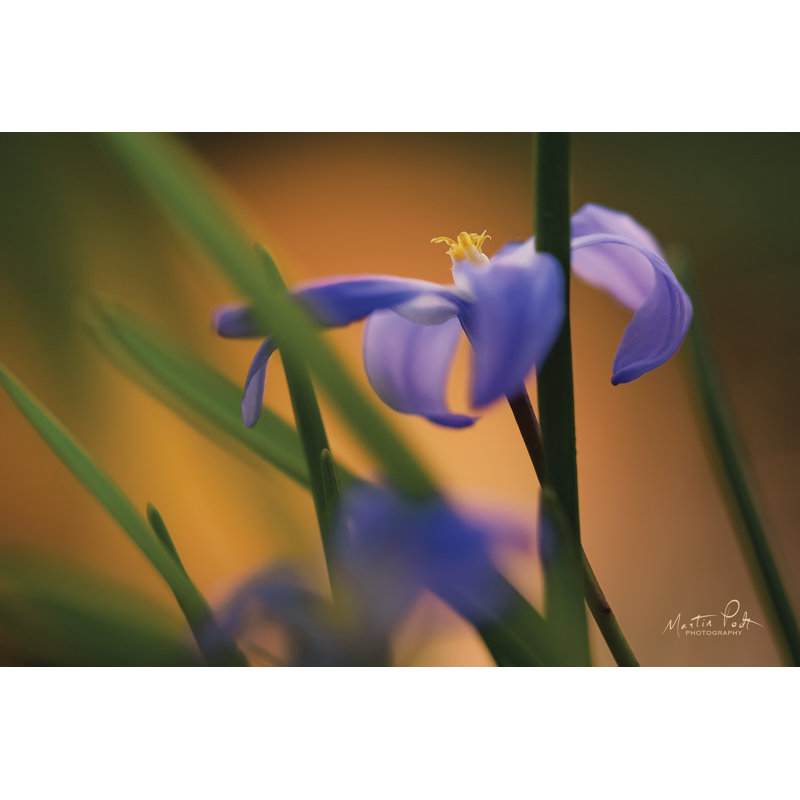 «Chionodoxa I» par Martin Podt - reproduction imprimée, H 8 po x l 12 po, Toile tendue