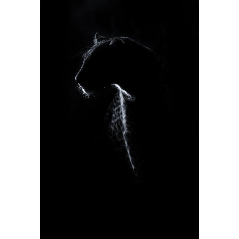 Leopard Sitting In Darkness by AOosthuizen - Wrapped Canvas Print, 46cm H x 30cm W x 3.8cm D