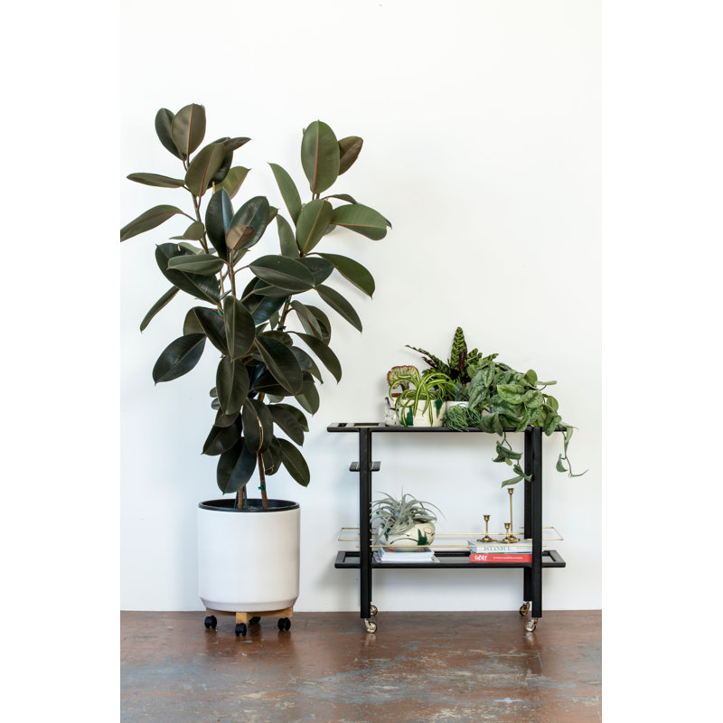 Solid Wood Bar Cart with Wheels, Ebonized Oak/Brass