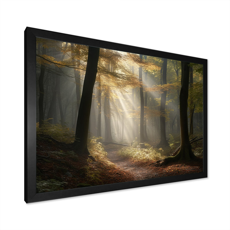 La lumière traverse la forêt II - impression, Cadre photo noir, H 12 po x l 20 po x P 1 po