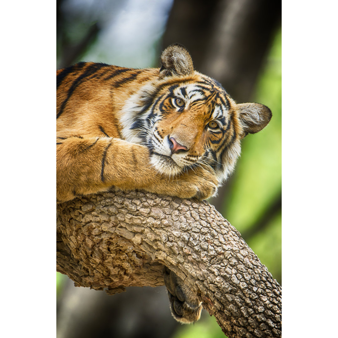 Bengalischer Tiger von Guenterguni - Druck