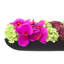 Orchid and  Arrangement-286518433-286518434