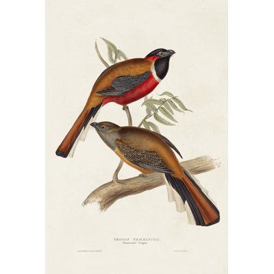 Elegant Trogons IV
