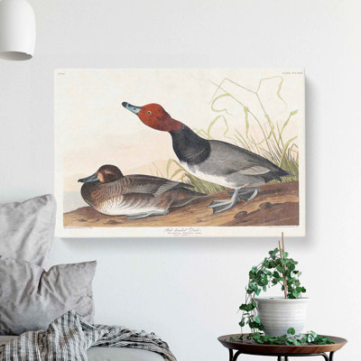 Duck by John Audubon - Wrapped Canvas