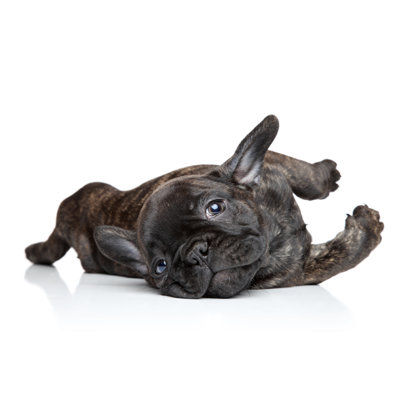 " French Bulldog Puppy " by Fotojagodka