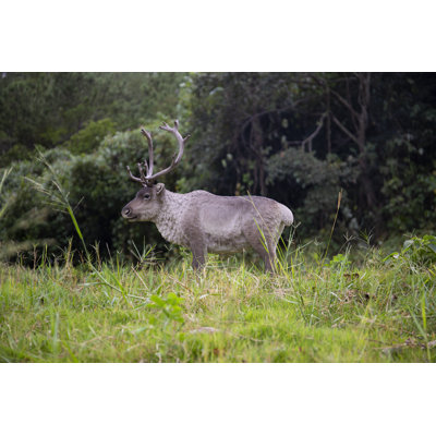 Reindeer Standing