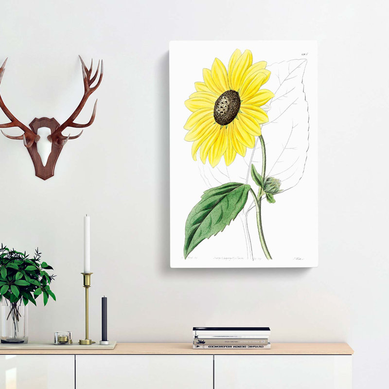 A Californian Sunflower - Wrapped Canvas Painting, 76cm H x 50cm W x 3cm D