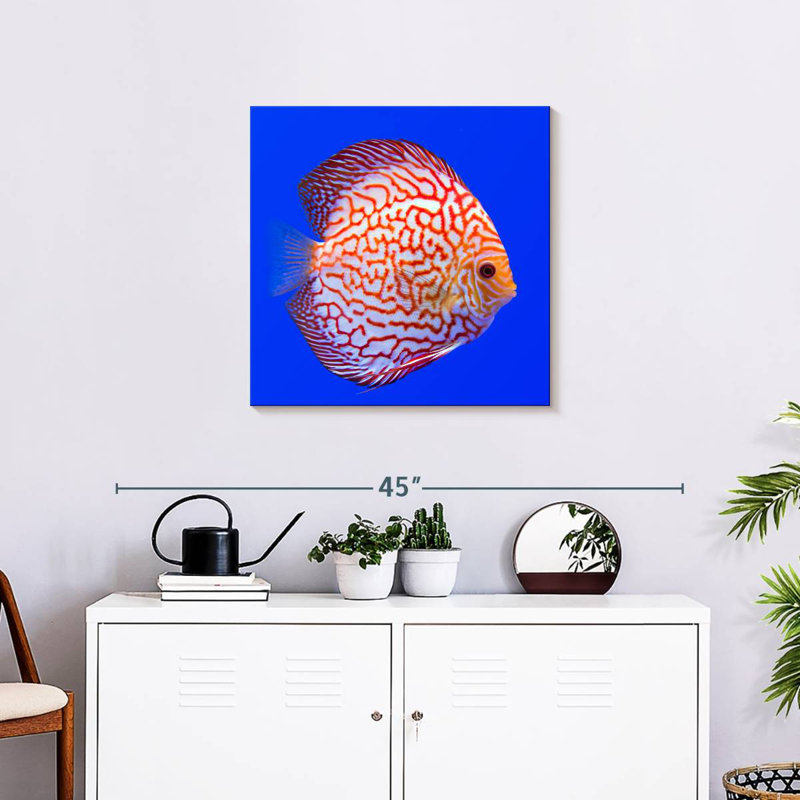 Poissons discus exotiques Brampt