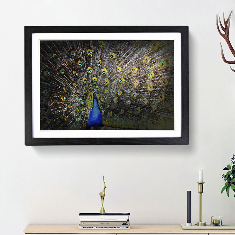 Peacock with Outstretched Feathers - Framed Print, 27cm H x 36cm W x 2cm D, Black Framed