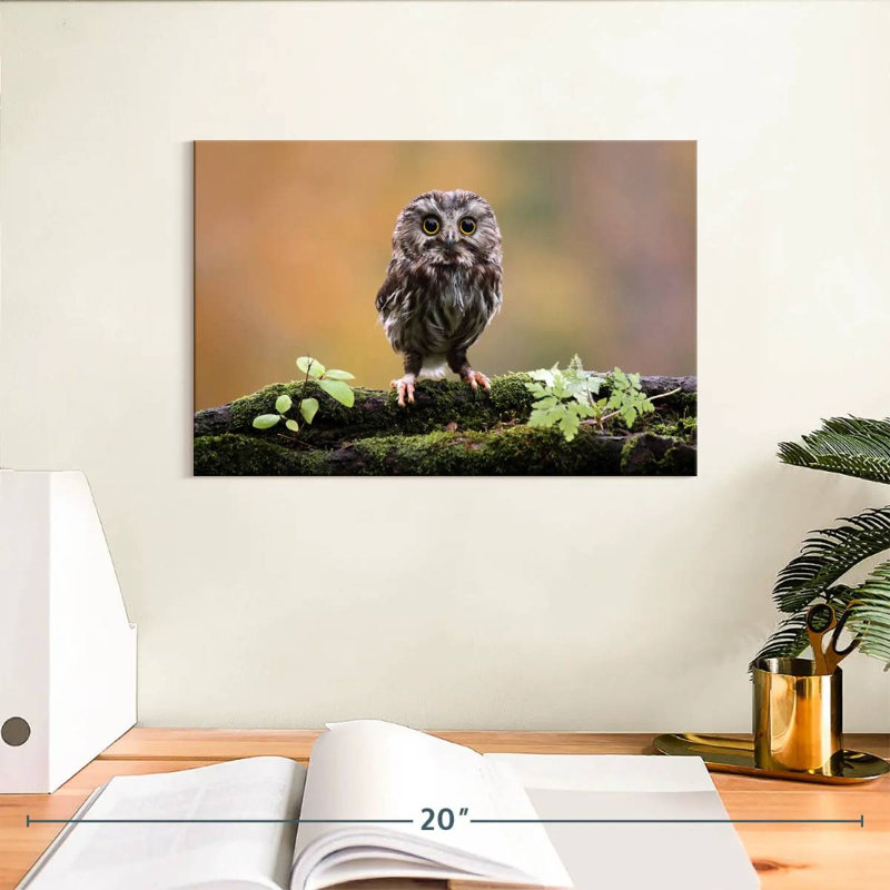 Brampt Charming Little Owl, 8" H x 12" W