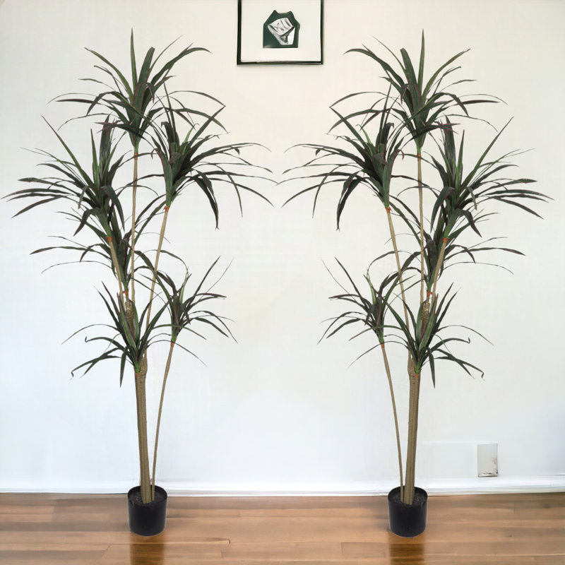72 plante Dracaena Marginata