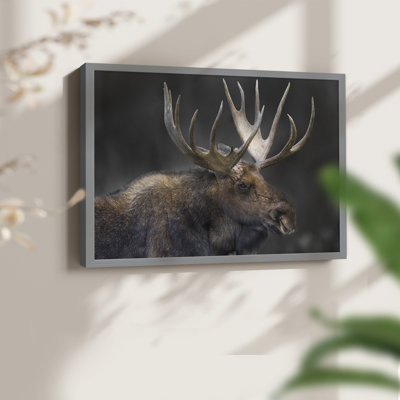 Moose Portrait -Framed Print - Restickable
