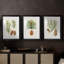Pommes de pin antiques I - impression encadrée sur mesure de qualité supérieure mate - 3 pièces-622024813-622024812