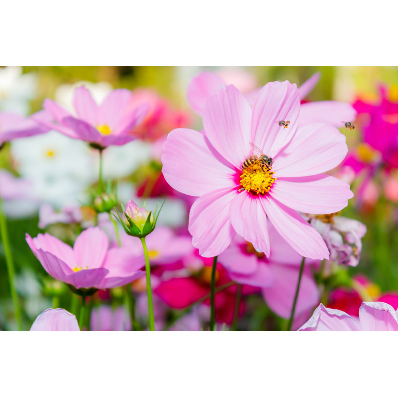 Cosmos Flowers - Photographie sur toile tendue, H 8 po x l 12 po