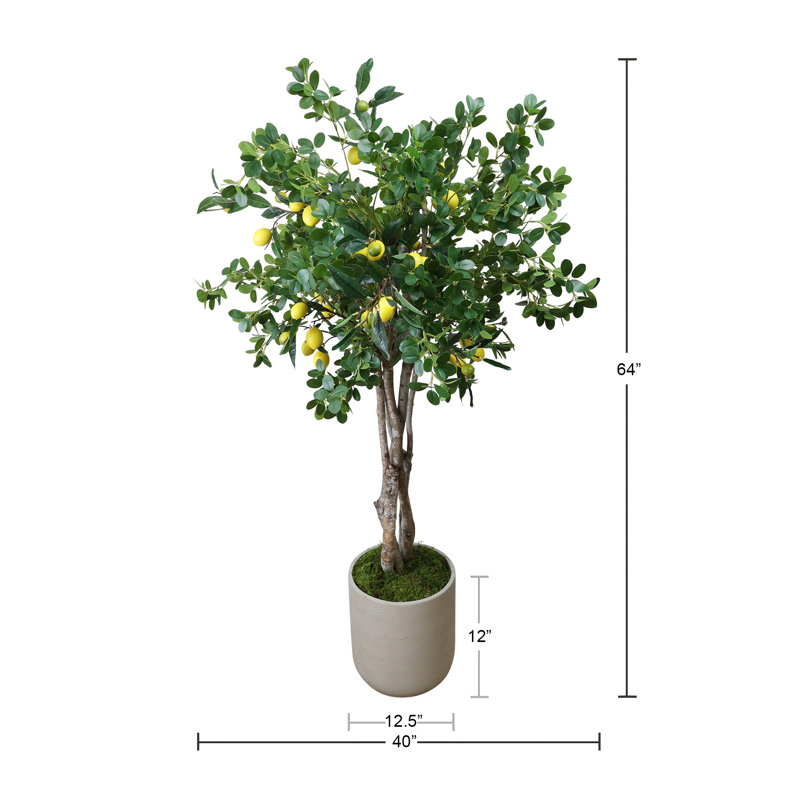 Lemon Tree in Fiberstone Pot