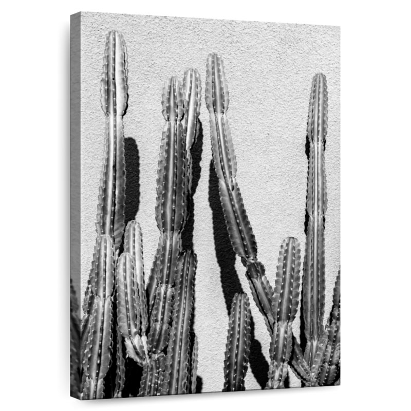 Cactus noir Harnek, H 30 po x l 20 po