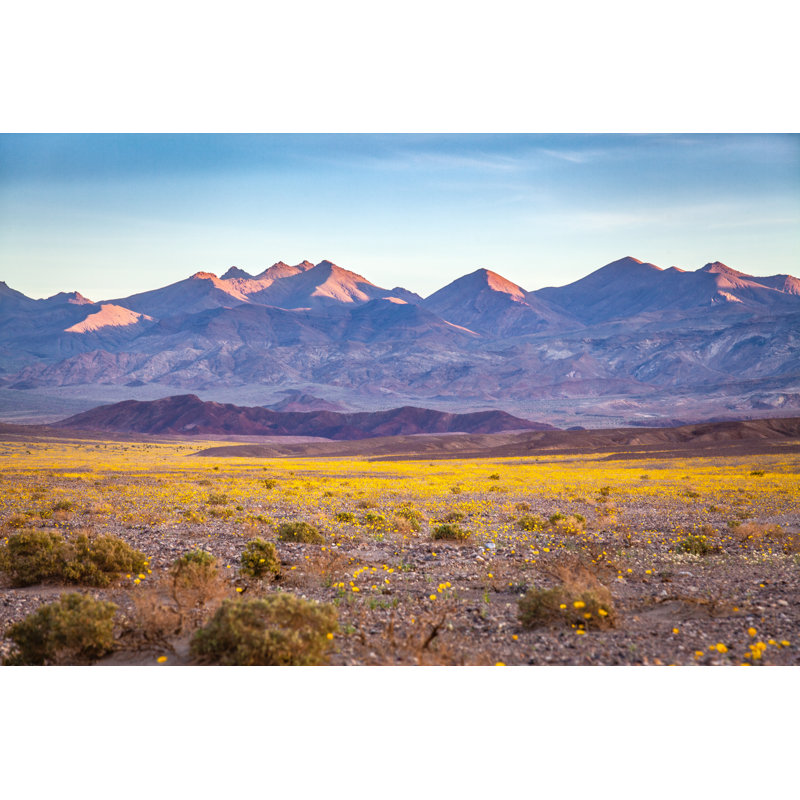 «Super Bloom of Desert Gold Desert Wildflowers, Vallée de la Mort» par Garykavanagh - Photographie sur toile tendue