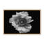 Nature Inspired Poppy in Mono by  - Picture Frame Photograph on Paper-81388143-131291962-131291963
