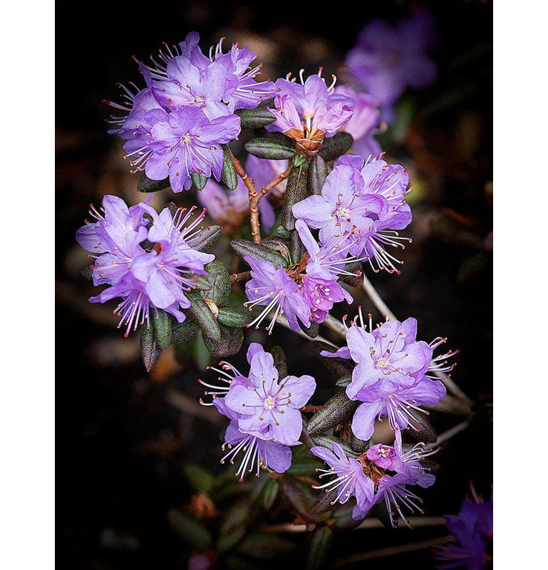 «Latitude Run® Johnson, George», art sur toile tendue, petit rhododendron mauve, H 35 po x l 28 po