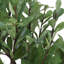 Arbre à fraises Uttermost Arbor