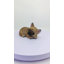 Animals Polyresin Garden Statue