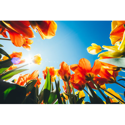Tulips From Below by Borchee