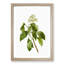 Climbing Hydrangea by Pierre-Joseph Redoute - Picture Frame Painting Print-55545748-55545747
