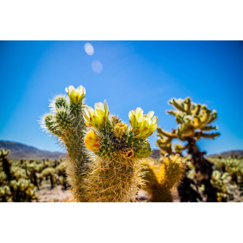Cholla cactus - photographie sur toile tendue, H 8 po x l 12 po