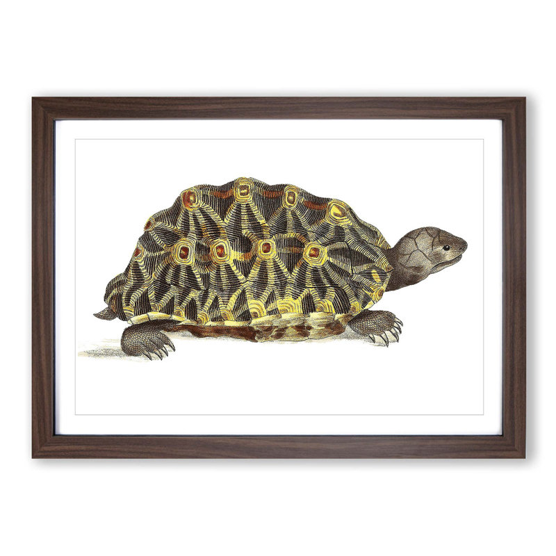Tortoise by George Shaw - Picture Frame Painting Print on MDF, Walnut Framed, 27cm H x 36cm W x 2cm D