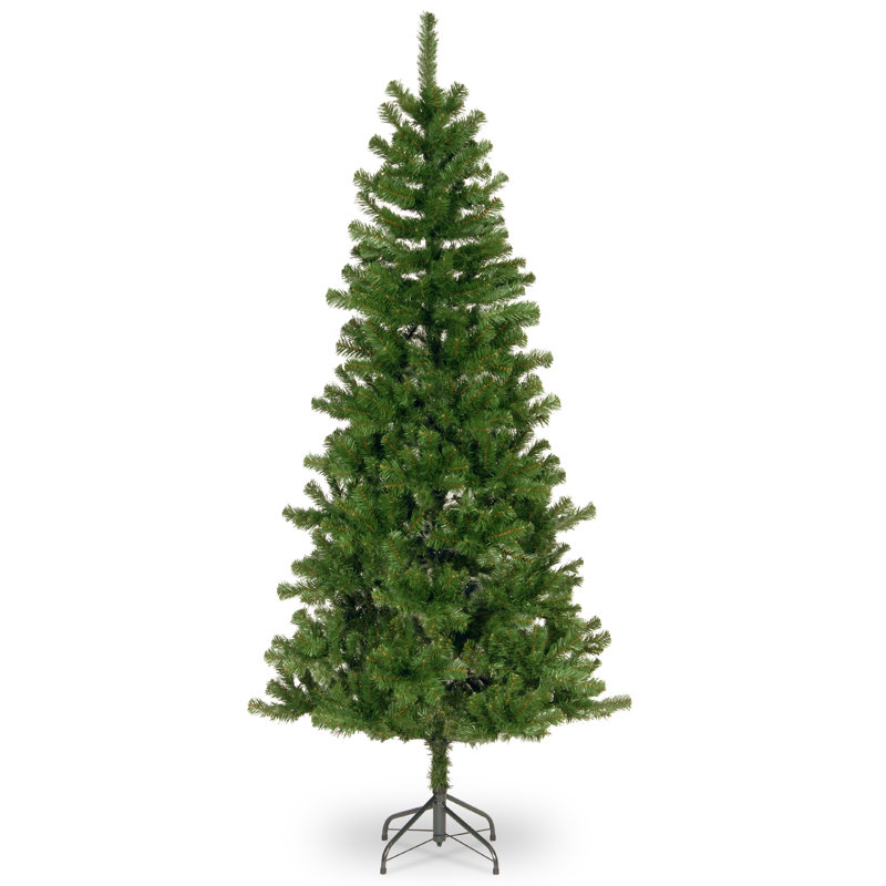 Sapin canadien, H 6,5 pi