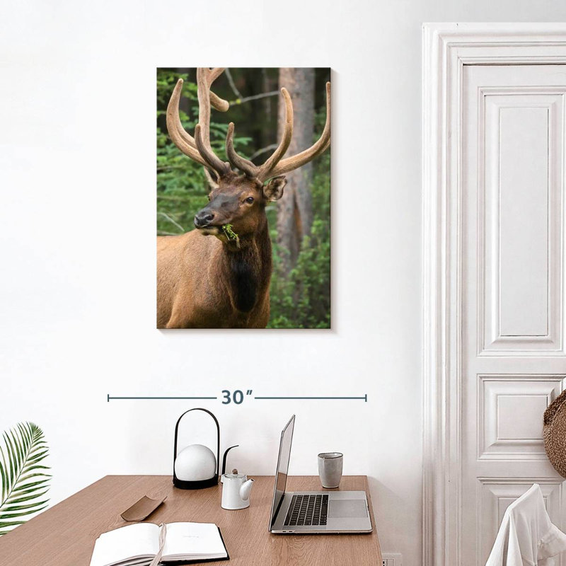 Brampt Wapiti Elk, 30" H x 20" W