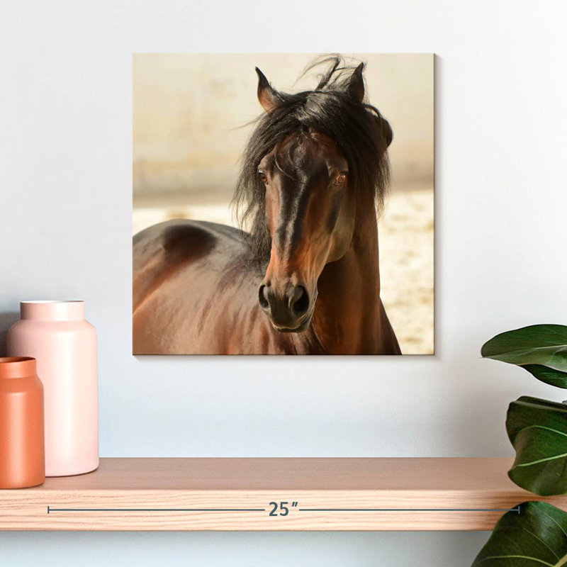 Brampt Brown Casanova, 16" H x 16" W